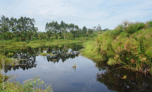 waterside scenery near Rwenzori Mountains