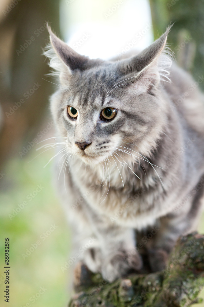 beautiful striped maine coon cat in nature beautiful striped maine coon cat in nature
