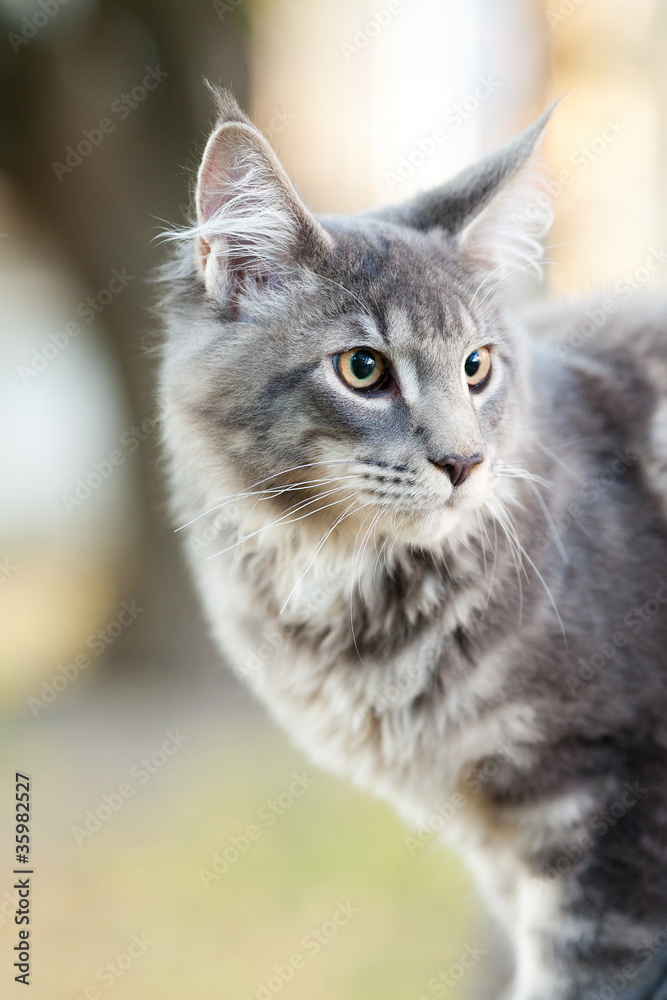 beautiful striped maine coon cat in nature beautiful striped maine coon cat in nature