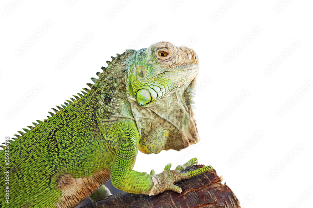 Fototapeta premium Green iguana on branch isolated on white