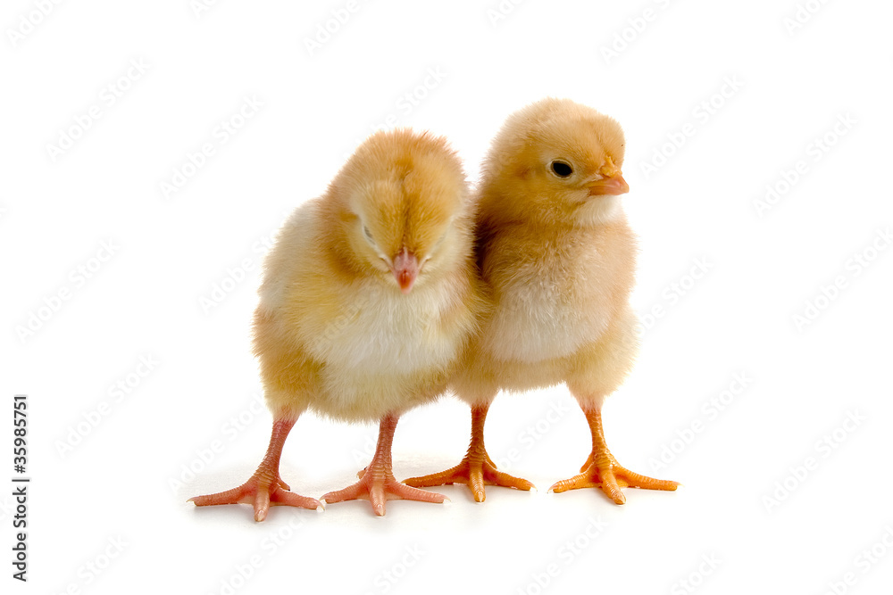 Chickens Chickens