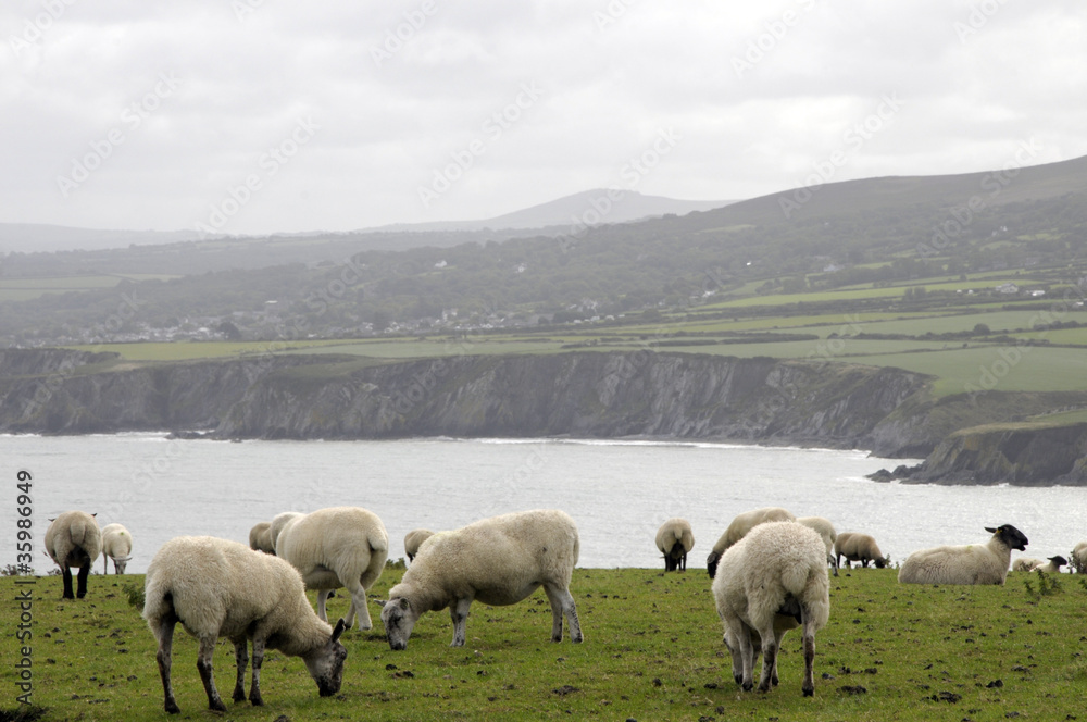 Sheep grazing on Dinas Head on Pembrokeshire coast Sheep grazing on Dinas Head on Pembrokeshire coast