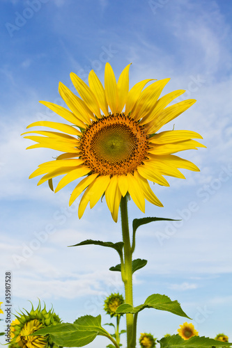 Beautiful yellow Sunflower