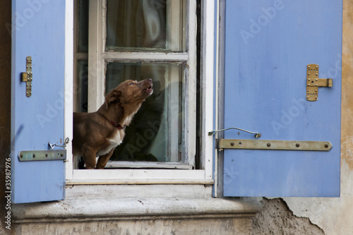 фотографія Small dog barking on a window