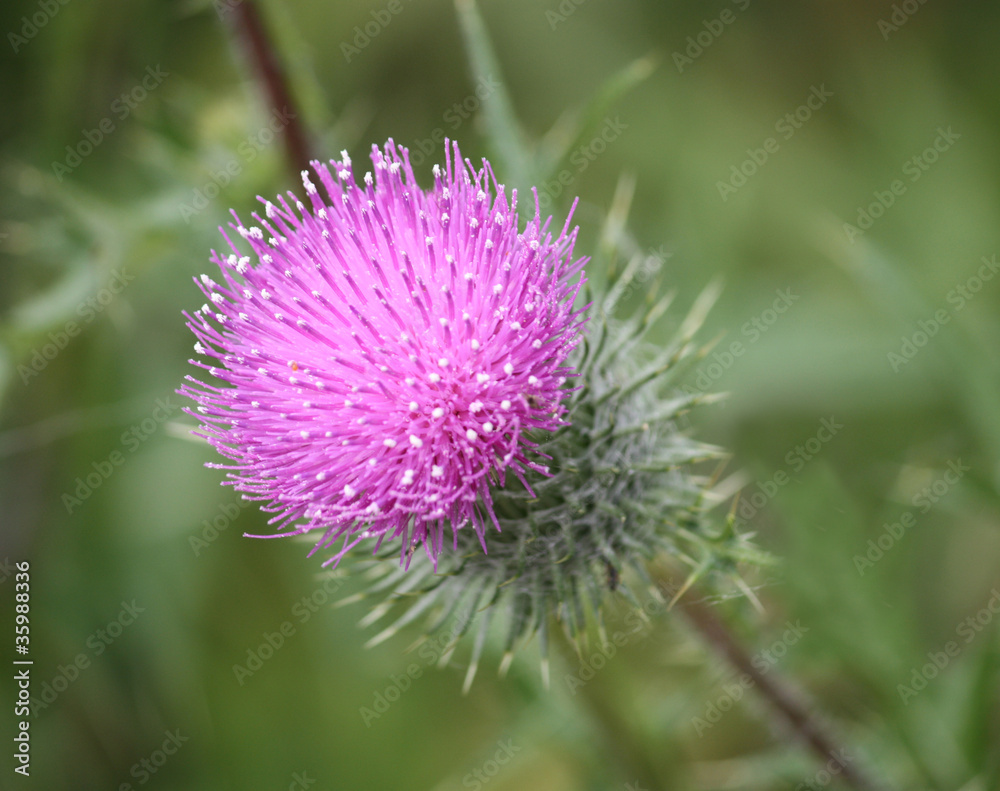 The Purple Flower Head of a Thistle Plant. The Purple Flower Head of a Thistle Plant.