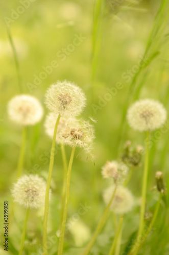 Dandelions in the grass