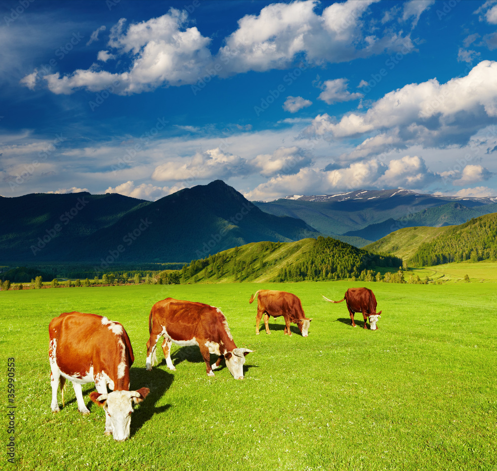 Grazing cows