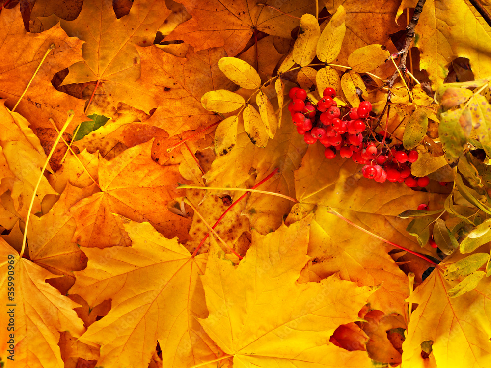 Background group autumn orange leaves. Background group autumn orange leaves.
