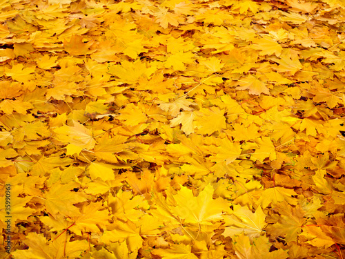 Background group autumn orange leaves.