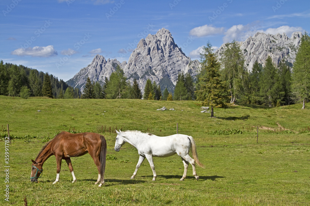 Pferdesommer in den Bergen