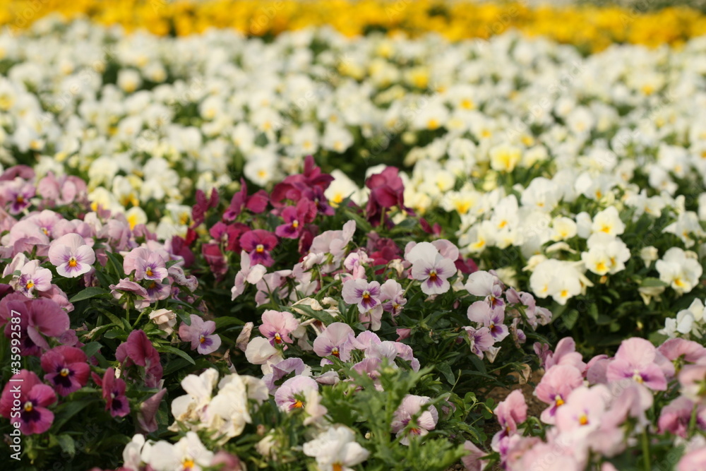 pansy pansy