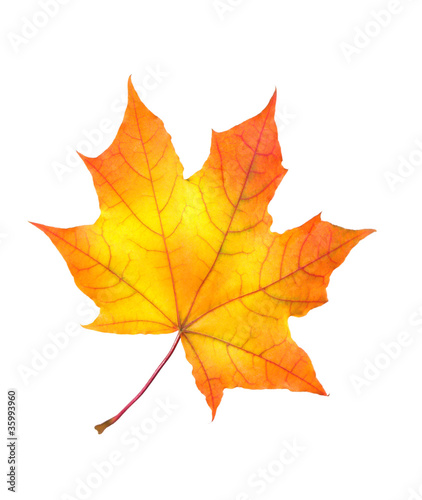 beautiful colorful autumn maple leaf isolated on white backgroun