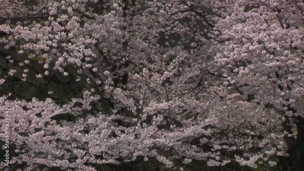 桜 桜
