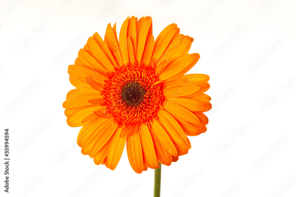 gerbera gerbera