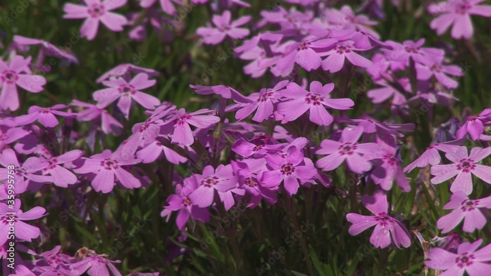 芝桜 芝桜