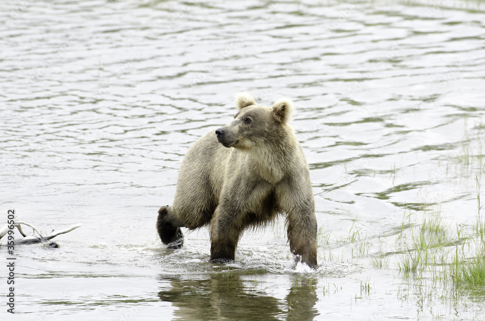 Obraz premium Alaskan brown bear standing in water
