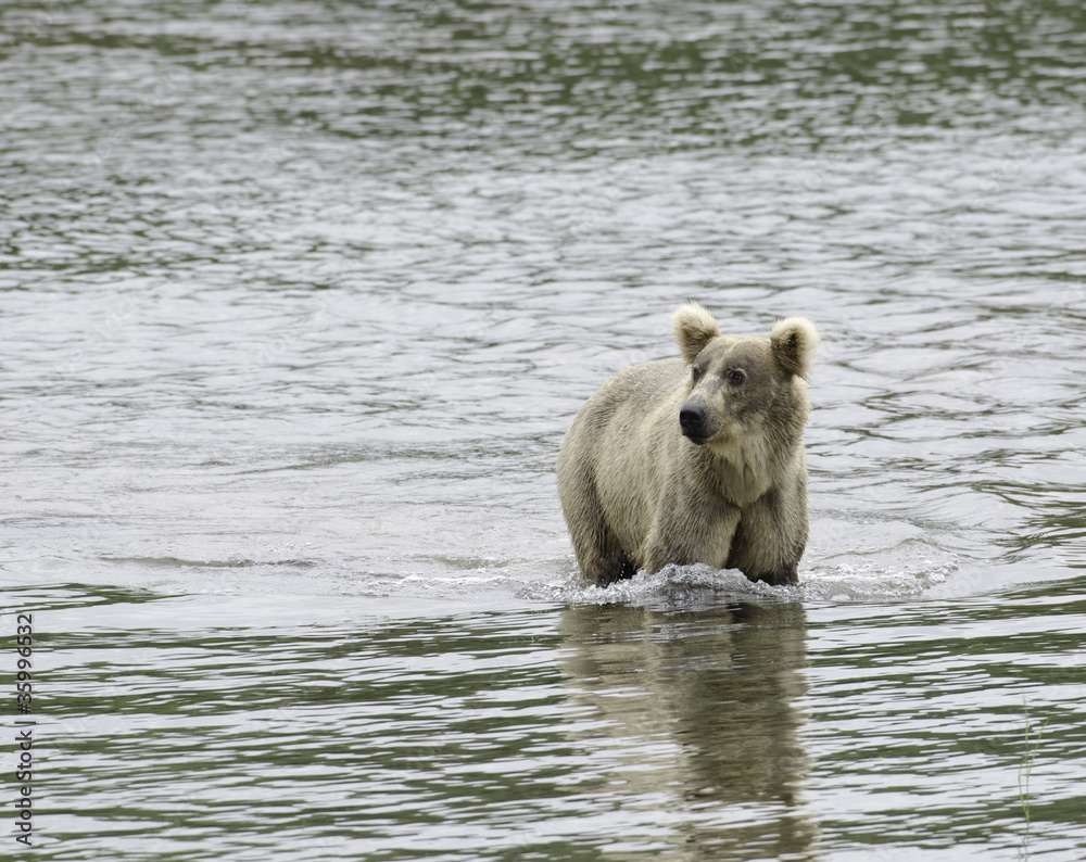 Alaskan brown bear standing in water Alaskan brown bear standing in water