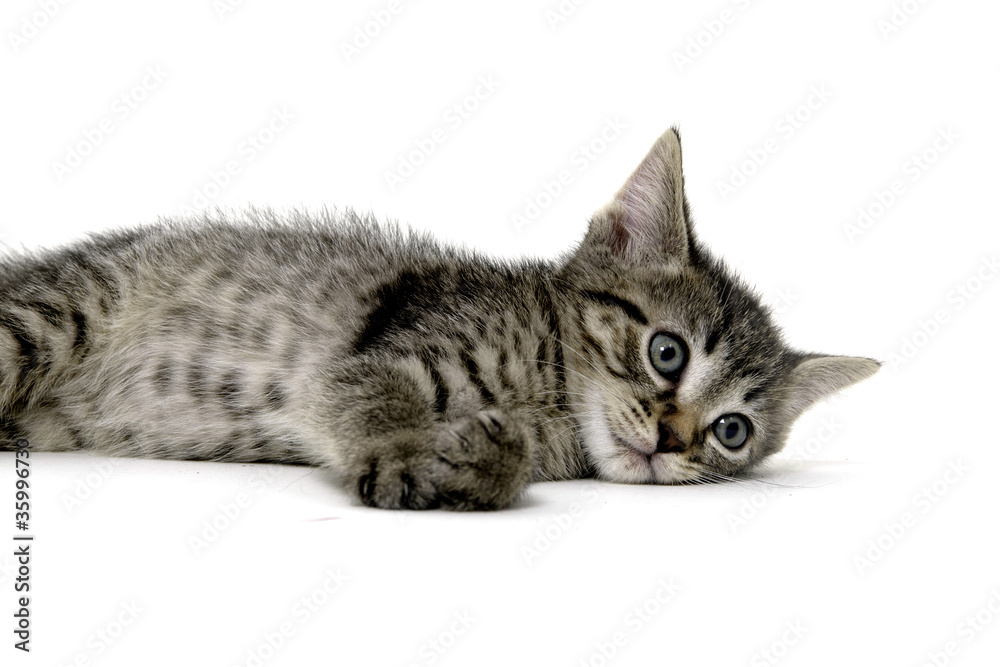 Cute tabby kitten on white