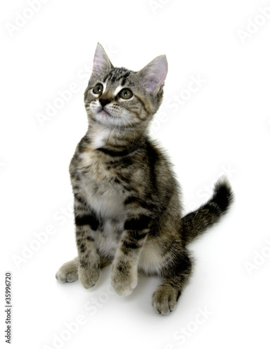 Cute tabby kitten playing © Tony Campbell