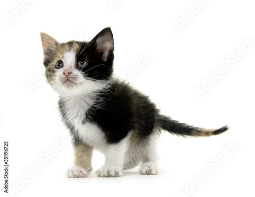 Fototapeta Naklejka Na Ścianę i Meble -  Cute kitten on white