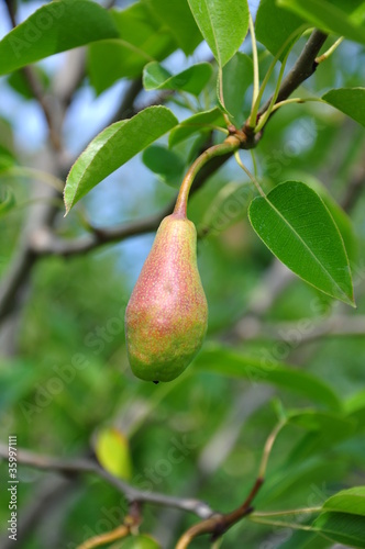 pear on tree