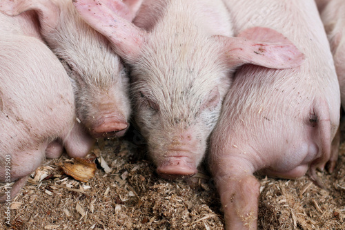 Sleeping piglets in a pen © chere