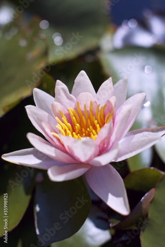 Hardy Water Lily