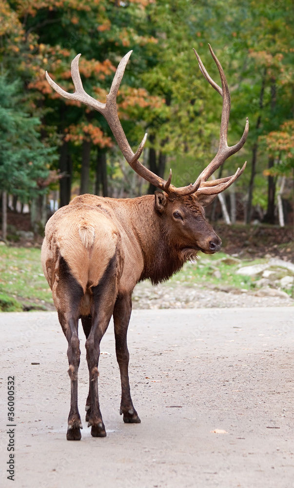 Male Elk Looking Back at the Camera Male Elk Looking Back at the Camera