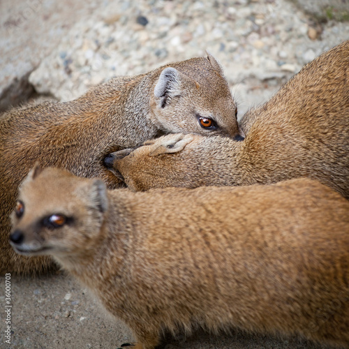 cute yellow mongoose photo