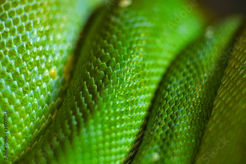 green snake skin