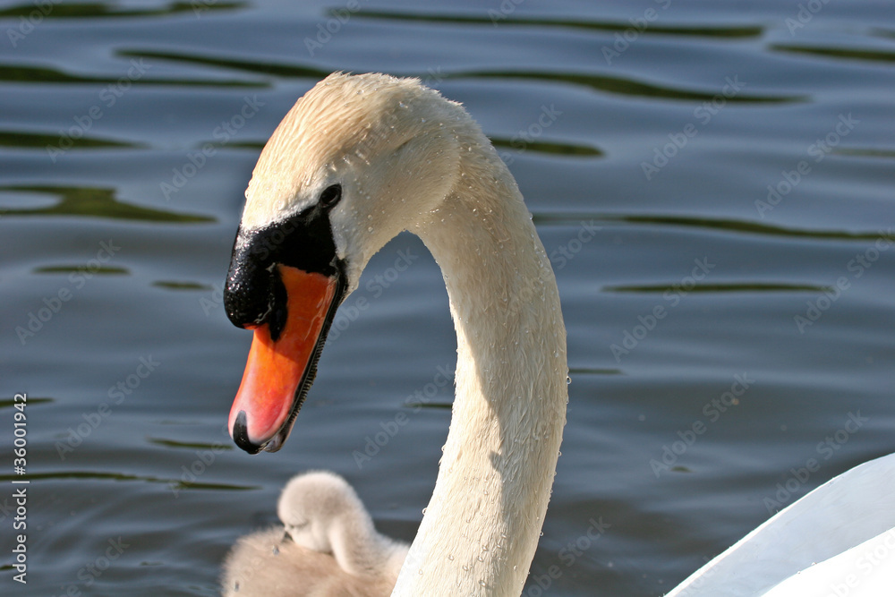 Obraz premium swan and cygnet