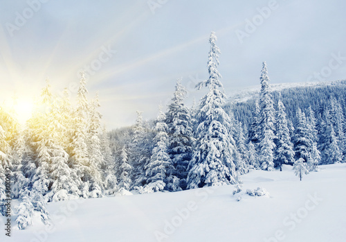 Winter © Leonid Tit