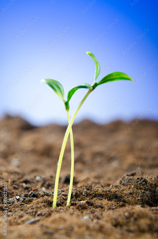 Green seedlings in new life concept Green seedlings in new life concept