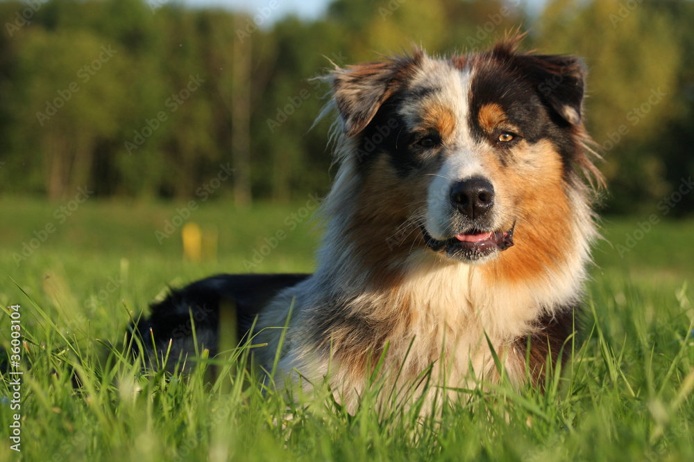 Australian Shepherd