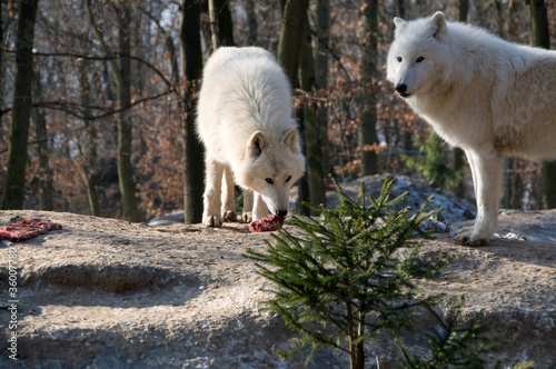 Polar wolf eats .