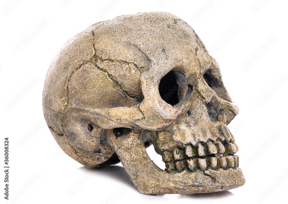 skull fish ornament