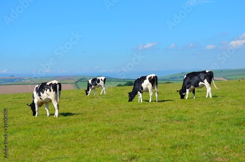 Cows in a Devon Field, England