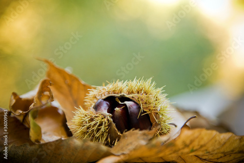 Chestnuts on autumn leaves background