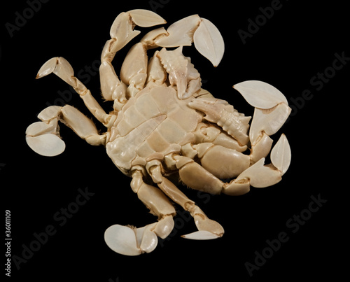 underside of a moon crab photo