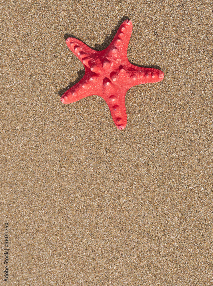 Red sea star shell on sand background Red sea star shell on sand background