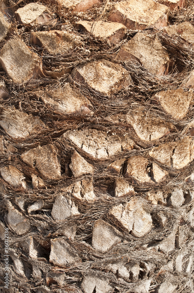 Upper trunk detail of palm tree background texture Upper trunk detail of palm tree background texture