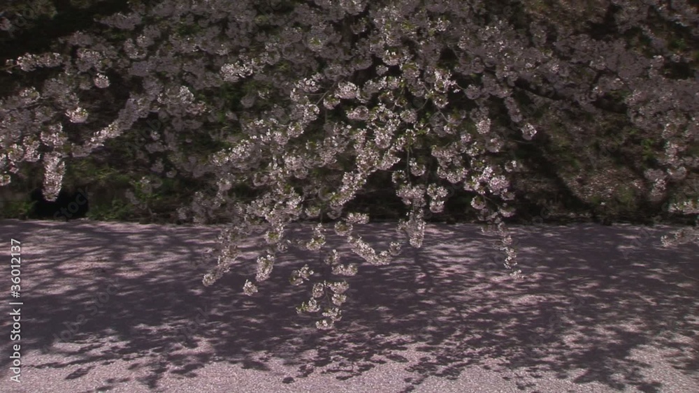 堀に舞い散る桜