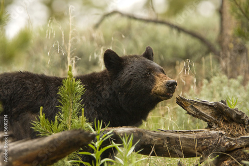 Fotografía Black Bear in the wild, in Yellowstone National Park