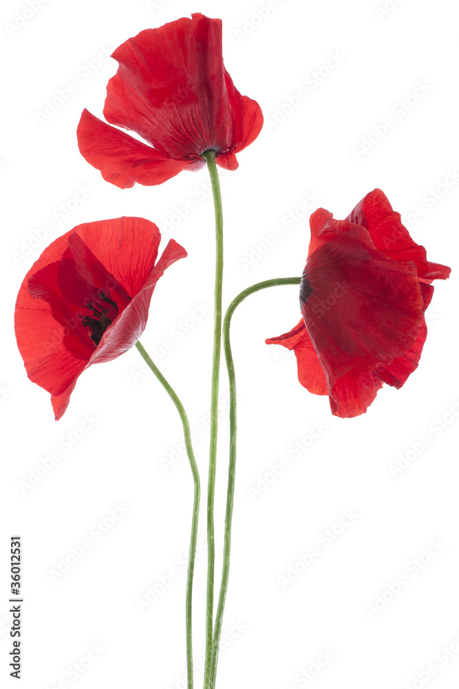 Naklejka premium poppy