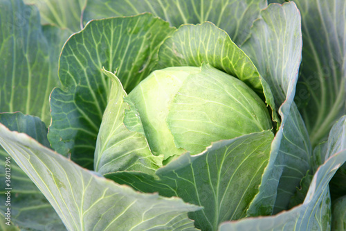 Harvest of the cabbage