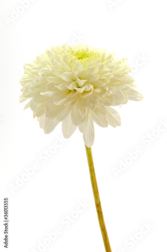 White Chrysanthemum isolated on white background
