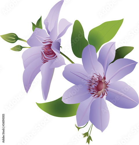 clematis flowers it is isolated