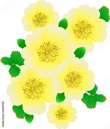 Flowers of a dogrose a vector