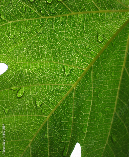 feuille de figuier humide