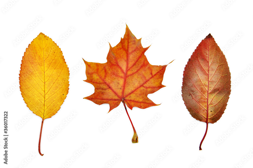 colorful autumn